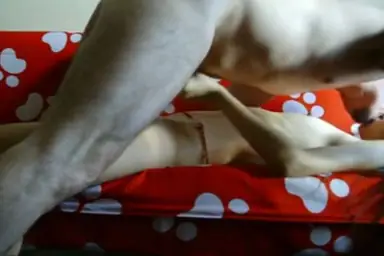 Live ABG Bispak Hotel Bintang Lima Skandal WOT 2026